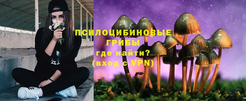 Галлюциногенные грибы Psilocybe  купить наркотики цена  Гусев 